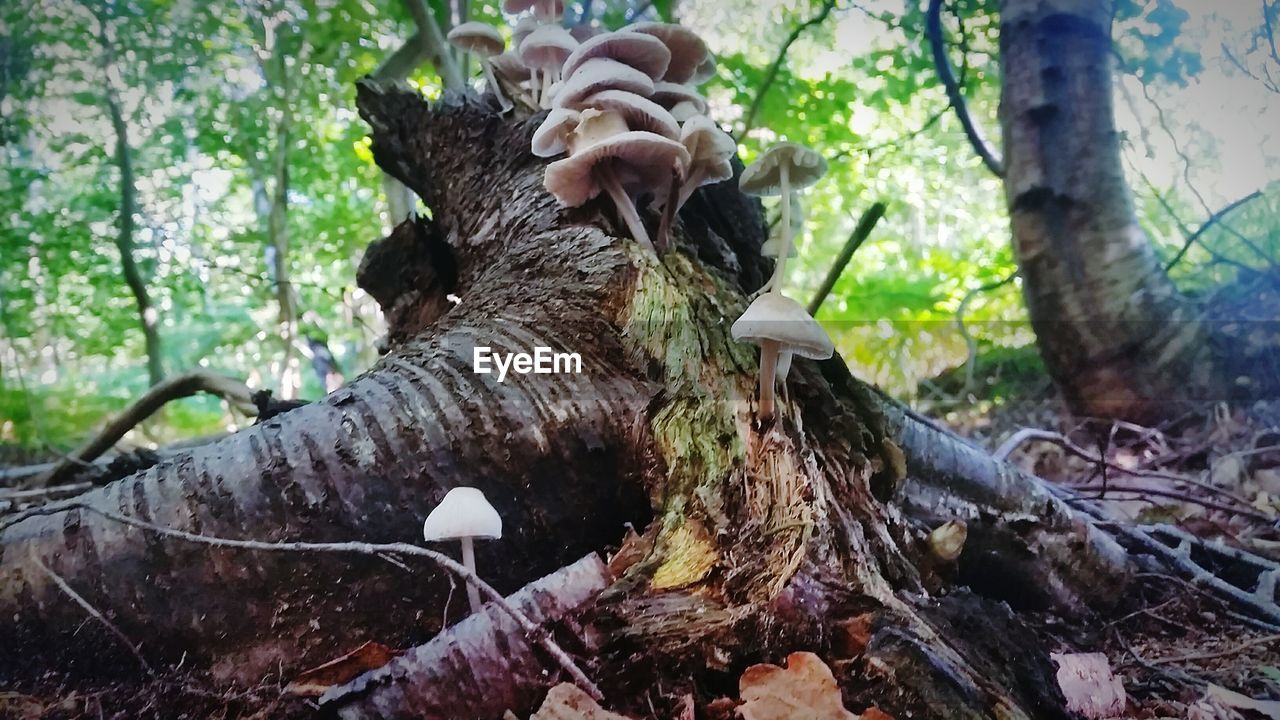 VIEW OF TREES IN FOREST