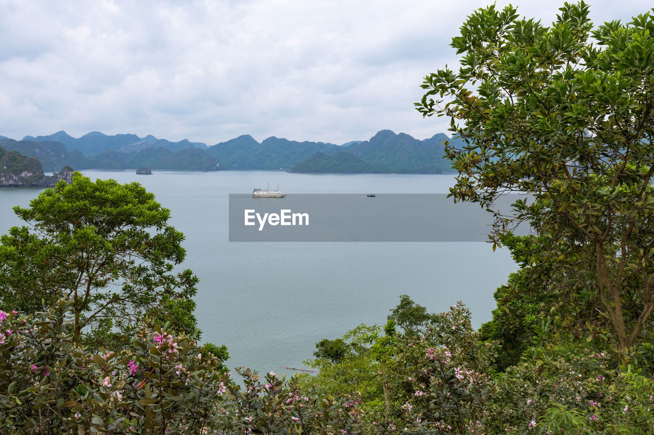 SCENIC VIEW OF SEA AND TREES AGAINST SKY