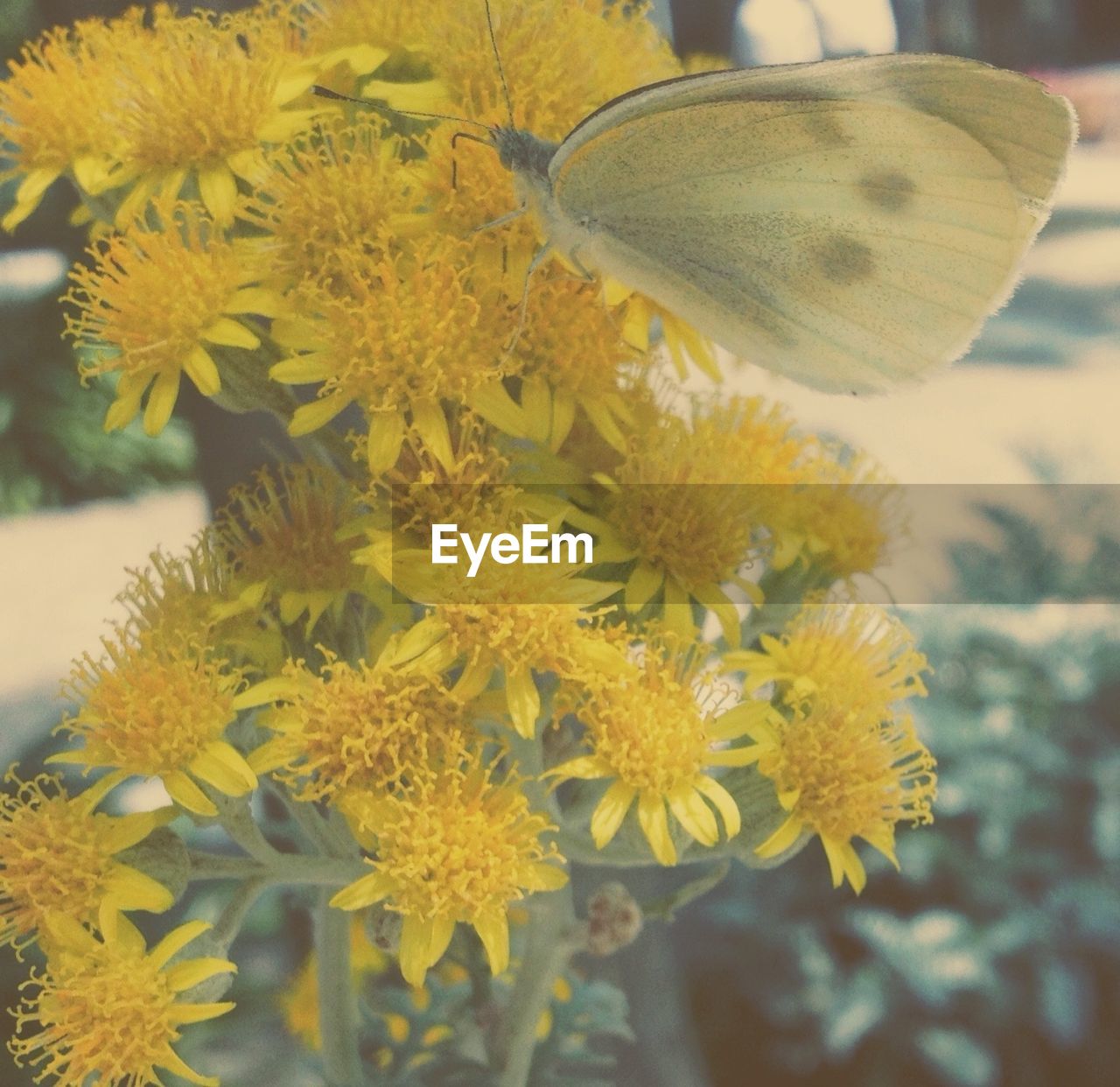 Close-up of butterfly on yellow flowers