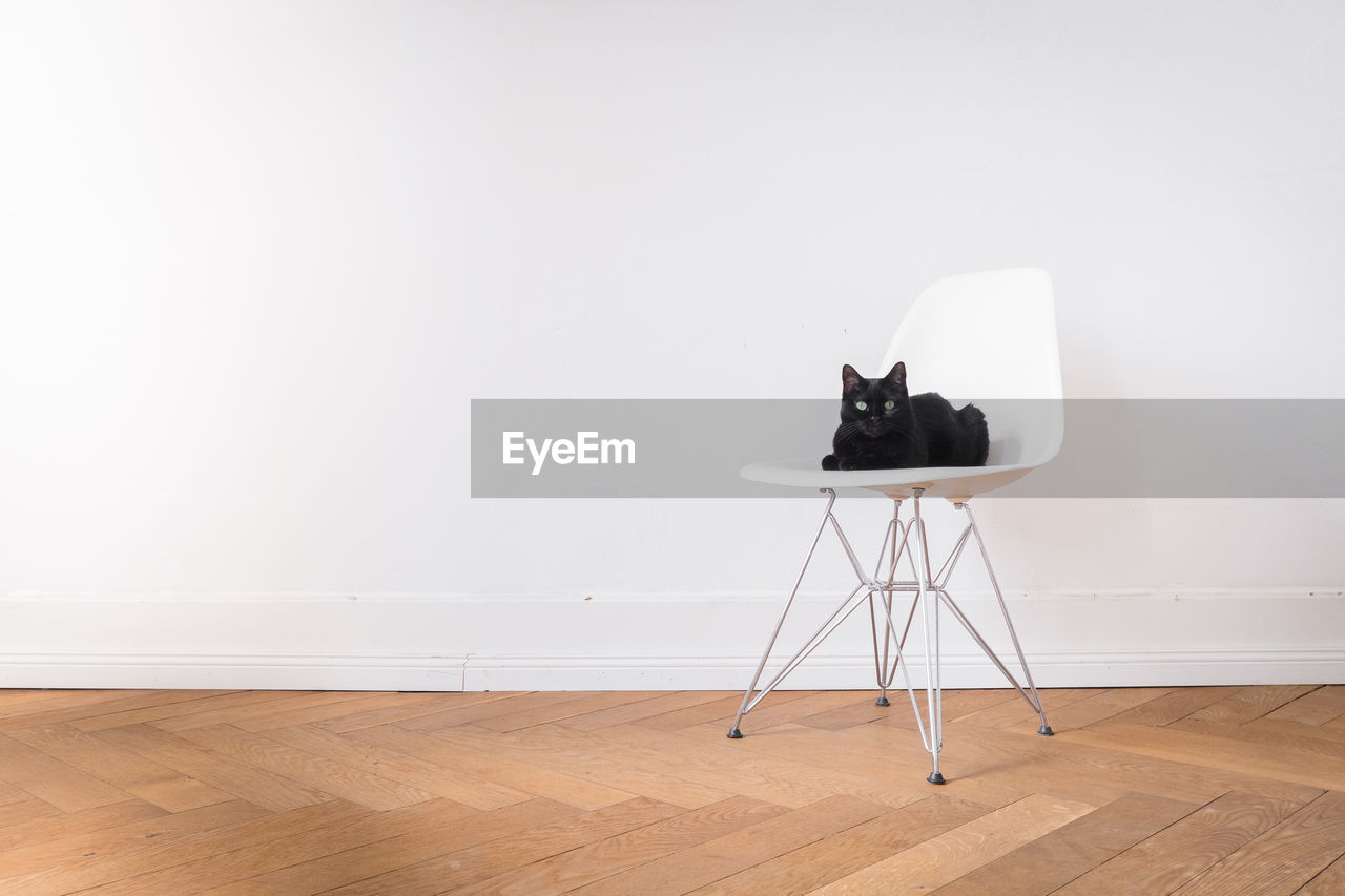 Cat sitting on chair against white wall