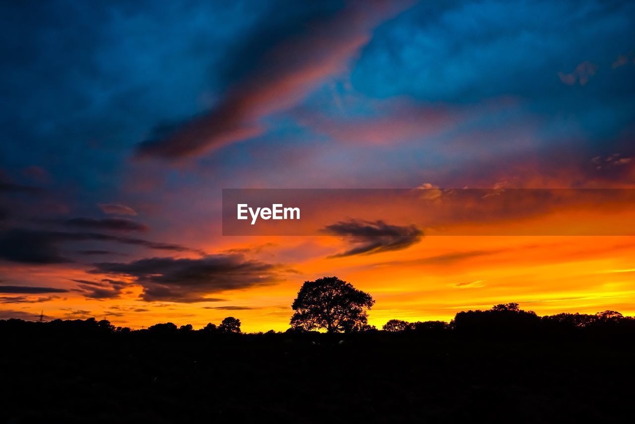 SILHOUETTE TREES AGAINST ORANGE SKY