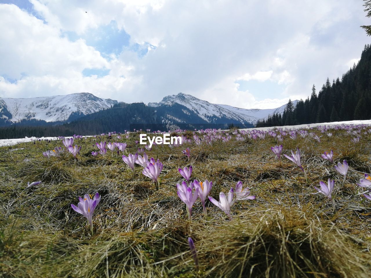 Purple crocus flowers on field against sky