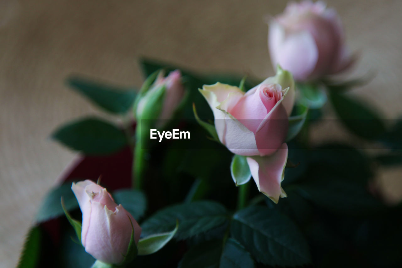 flower, flowering plant, plant, freshness, beauty in nature, petal, close-up, fragility, pink, leaf, plant part, nature, flower head, inflorescence, macro photography, growth, no people, rose, blossom, focus on foreground, bud, selective focus, outdoors, green