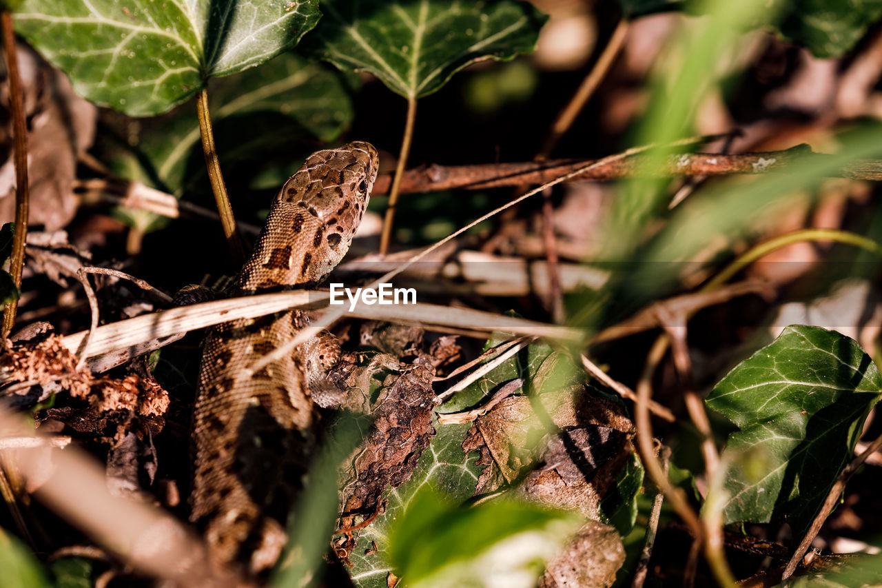 A diverse fauna can be found in the alluvial forests near the german rivers