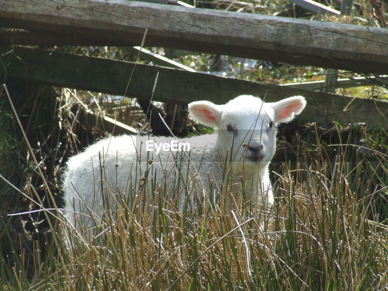 mammal, animal themes, animal, domestic animals, plant, pet, livestock, one animal, sheep, grass, pasture, nature, no people, day, field, land, wildlife, portrait, farm, herbivorous, fence, outdoors, looking at camera, standing, cattle, white, lamb, growth, sunlight