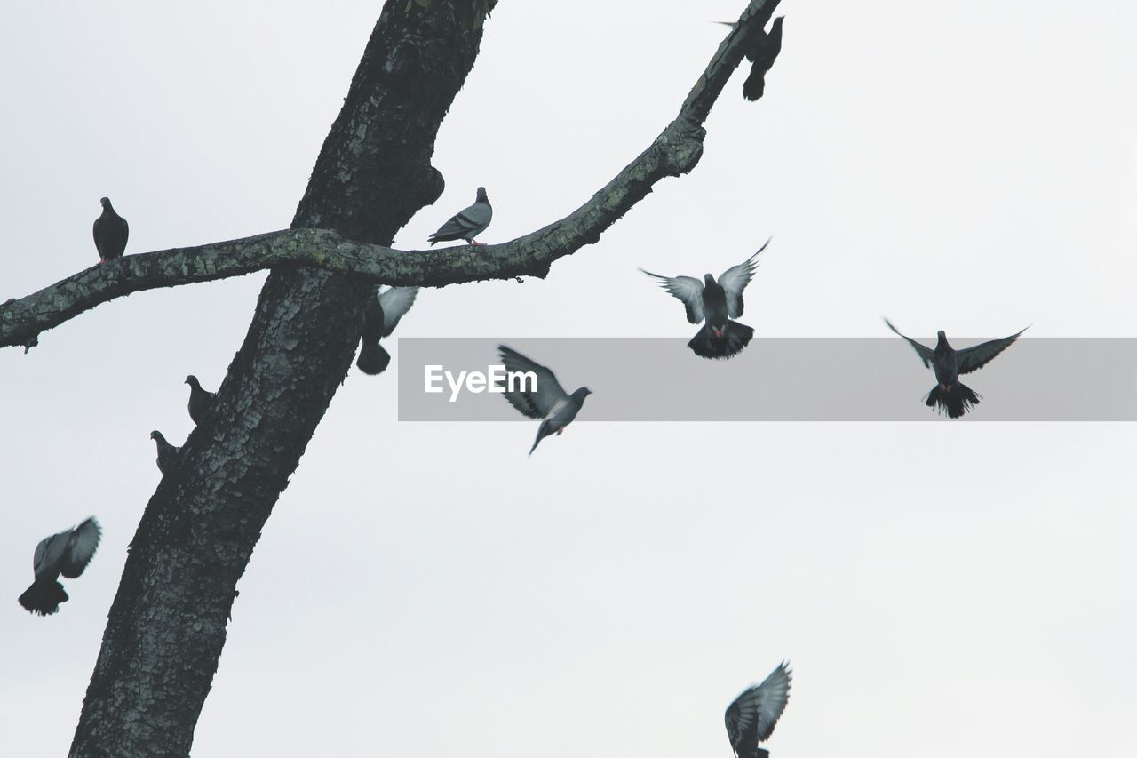 Pigeons and tree trunk against clear sky