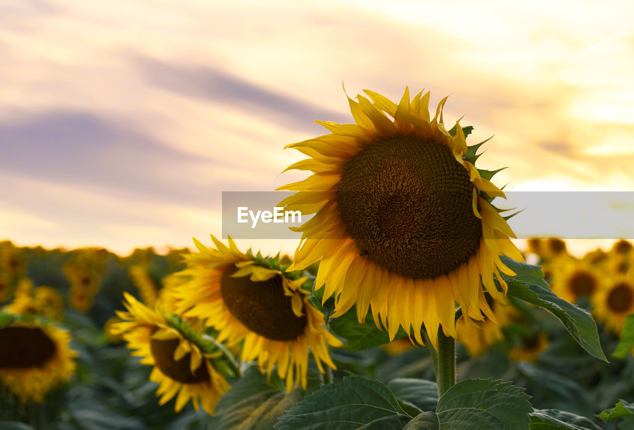 CLOSE-UP OF SUNFLOWER