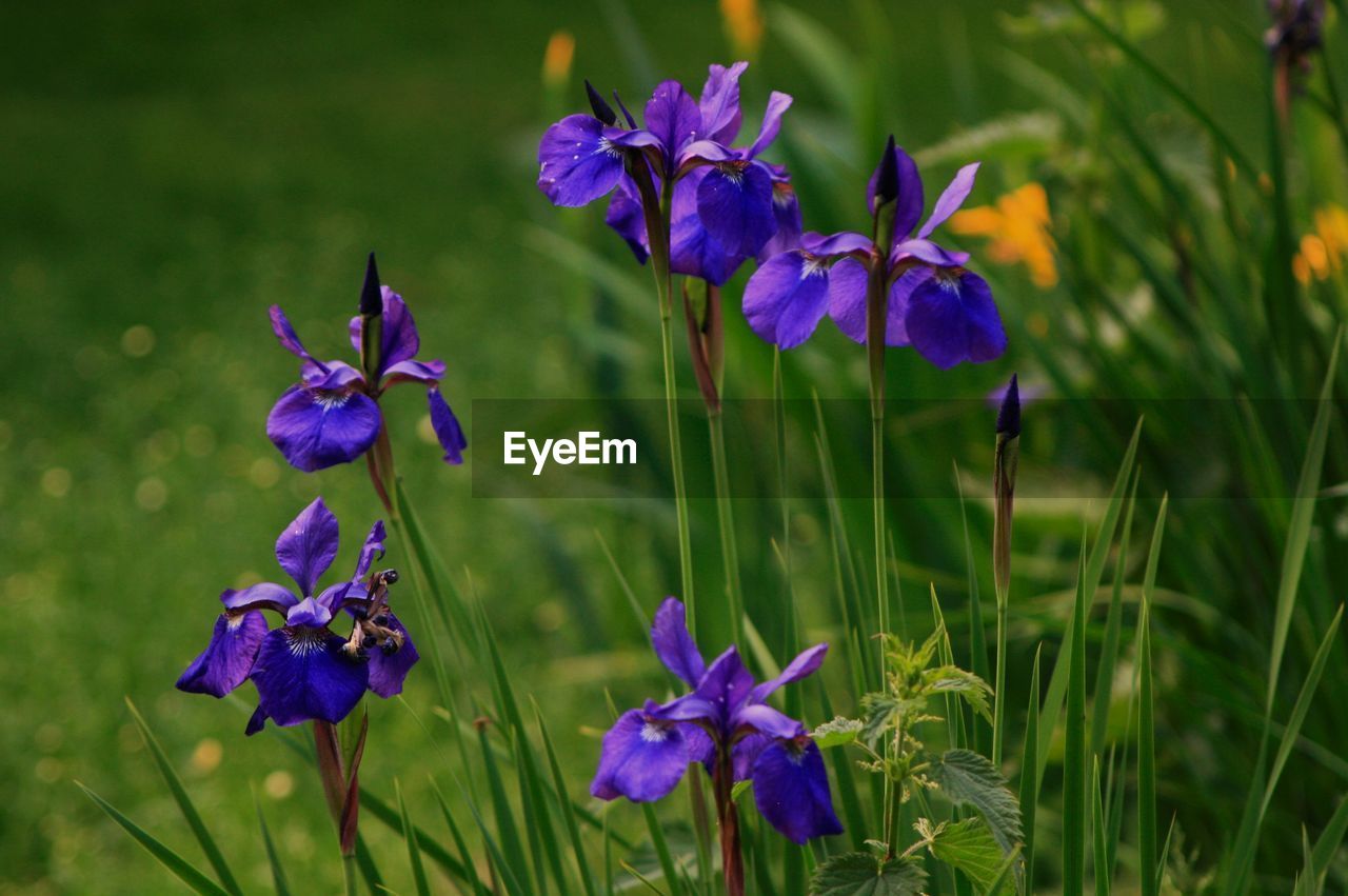 flowering plant, flower, plant, purple, beauty in nature, freshness, nature, close-up, meadow, fragility, growth, petal, flower head, botany, inflorescence, iris, no people, blue, green, grass, outdoors, focus on foreground, prairie, animal wildlife, plant part, wildflower, land, blossom, summer, field, eco tourism, multi colored, leaf, nature reserve, day, medicine, springtime, outdoor pursuit, macro photography, sunlight, non-urban scene