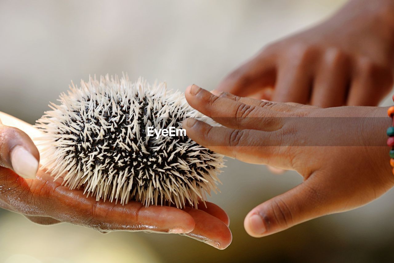 Cropped hands of people touching sea urchin