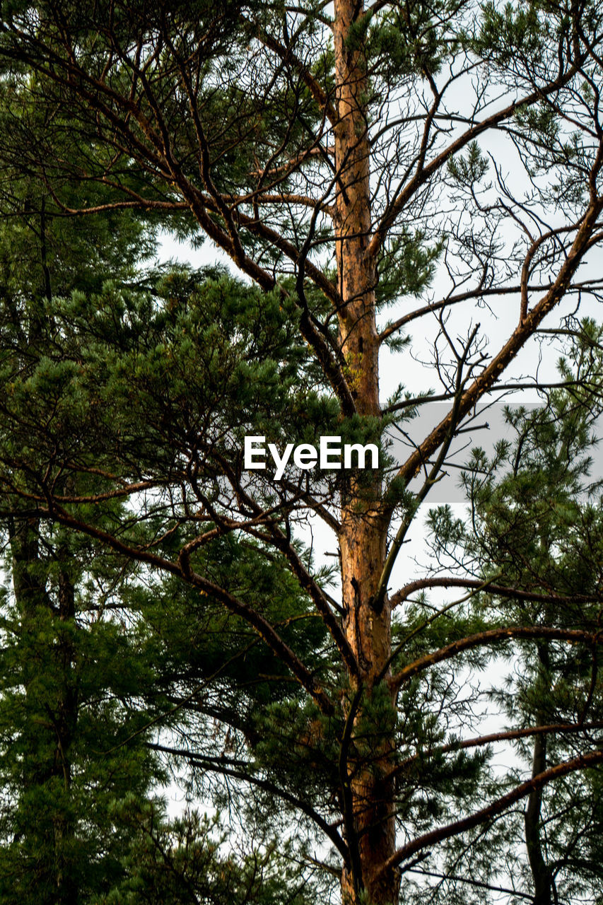 LOW ANGLE VIEW OF TREES AGAINST SKY