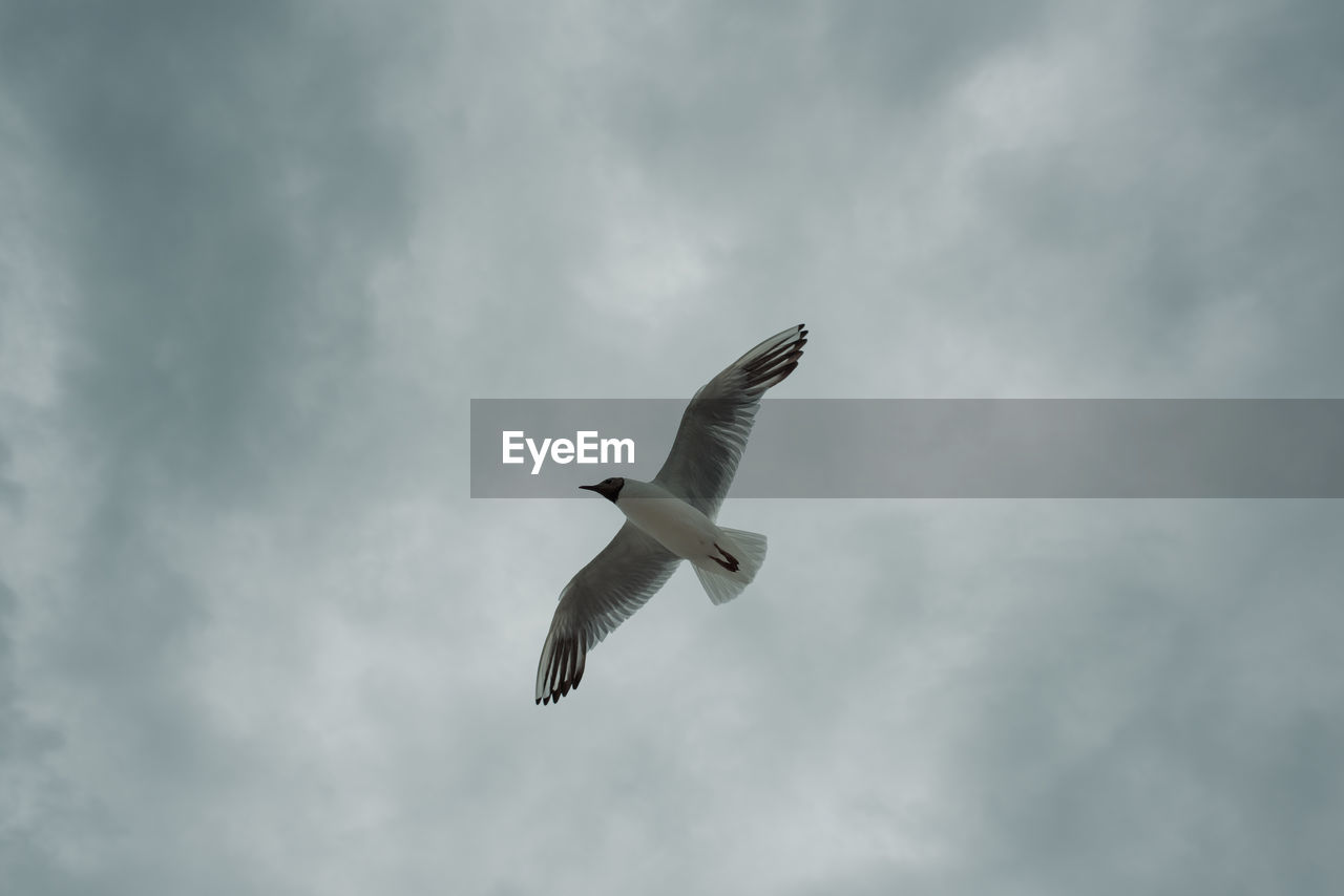 LOW ANGLE VIEW OF SEAGULLS FLYING IN SKY