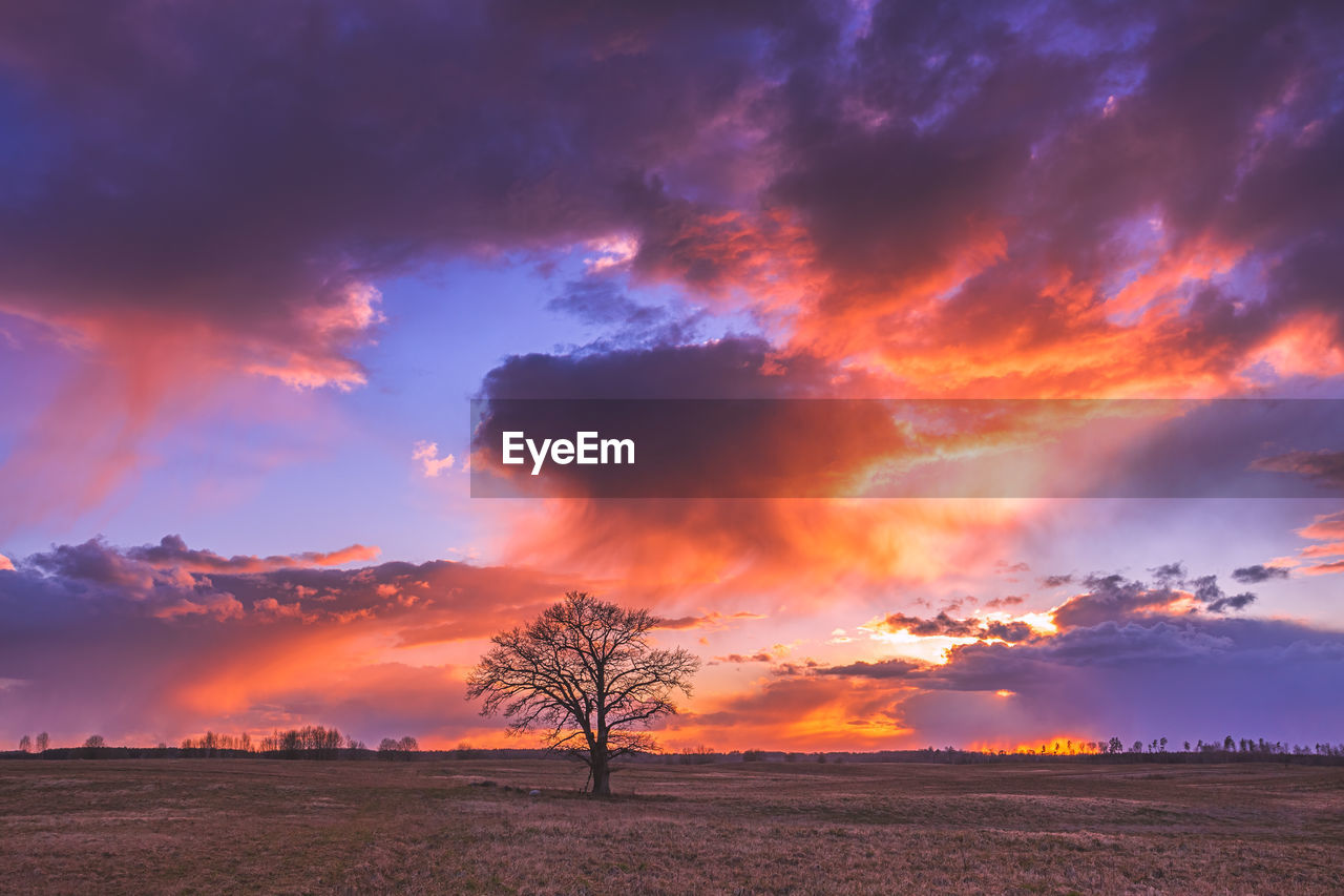 SCENIC VIEW OF TREES ON FIELD AGAINST SKY AT SUNSET