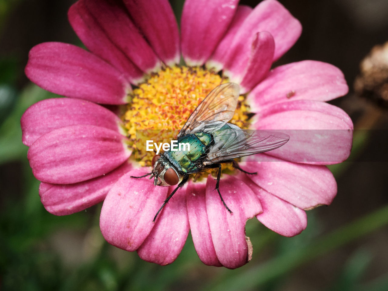 Close-up of a colourful fly on a pink and yellow flower