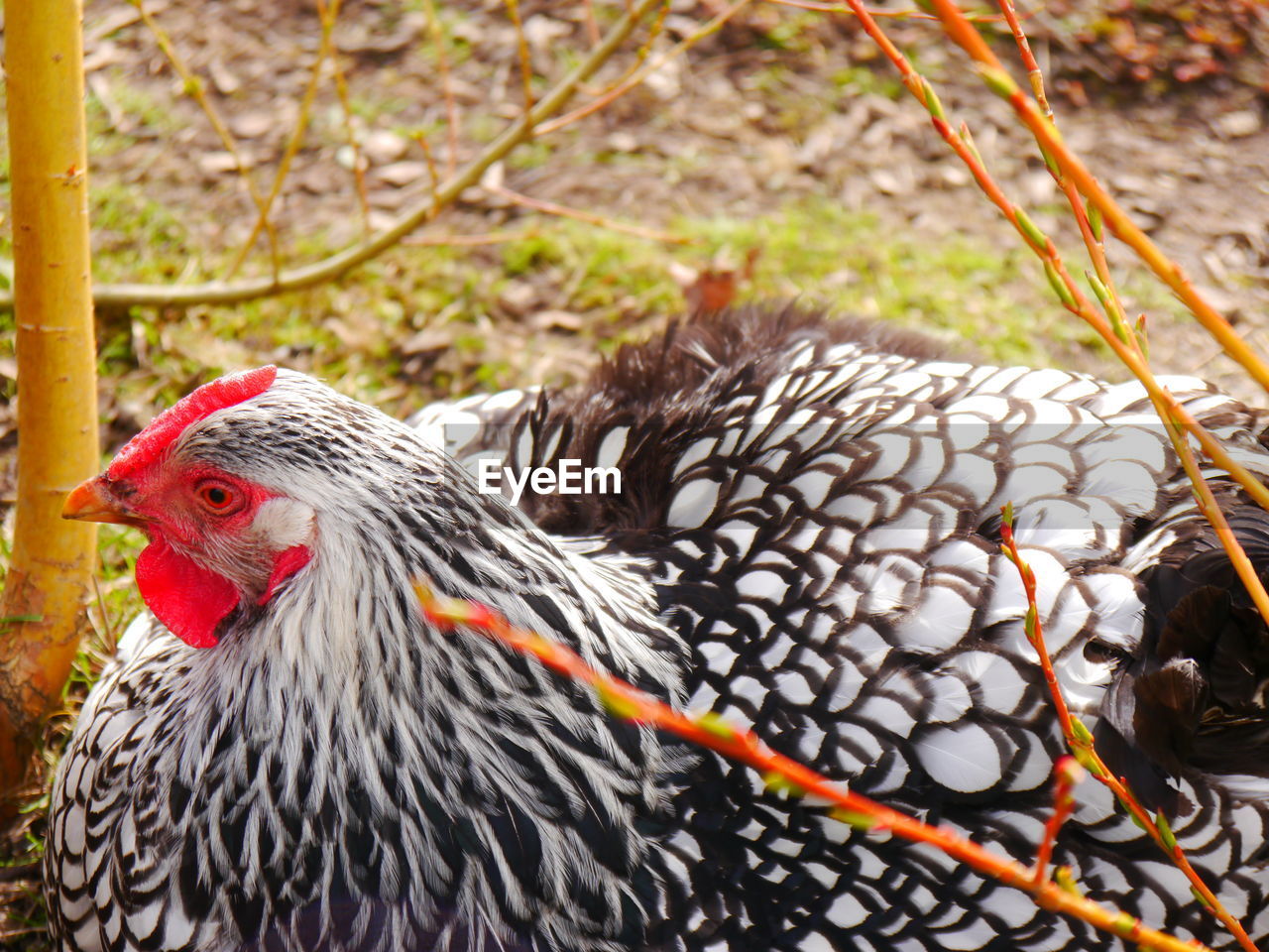 CLOSE-UP OF A BIRD