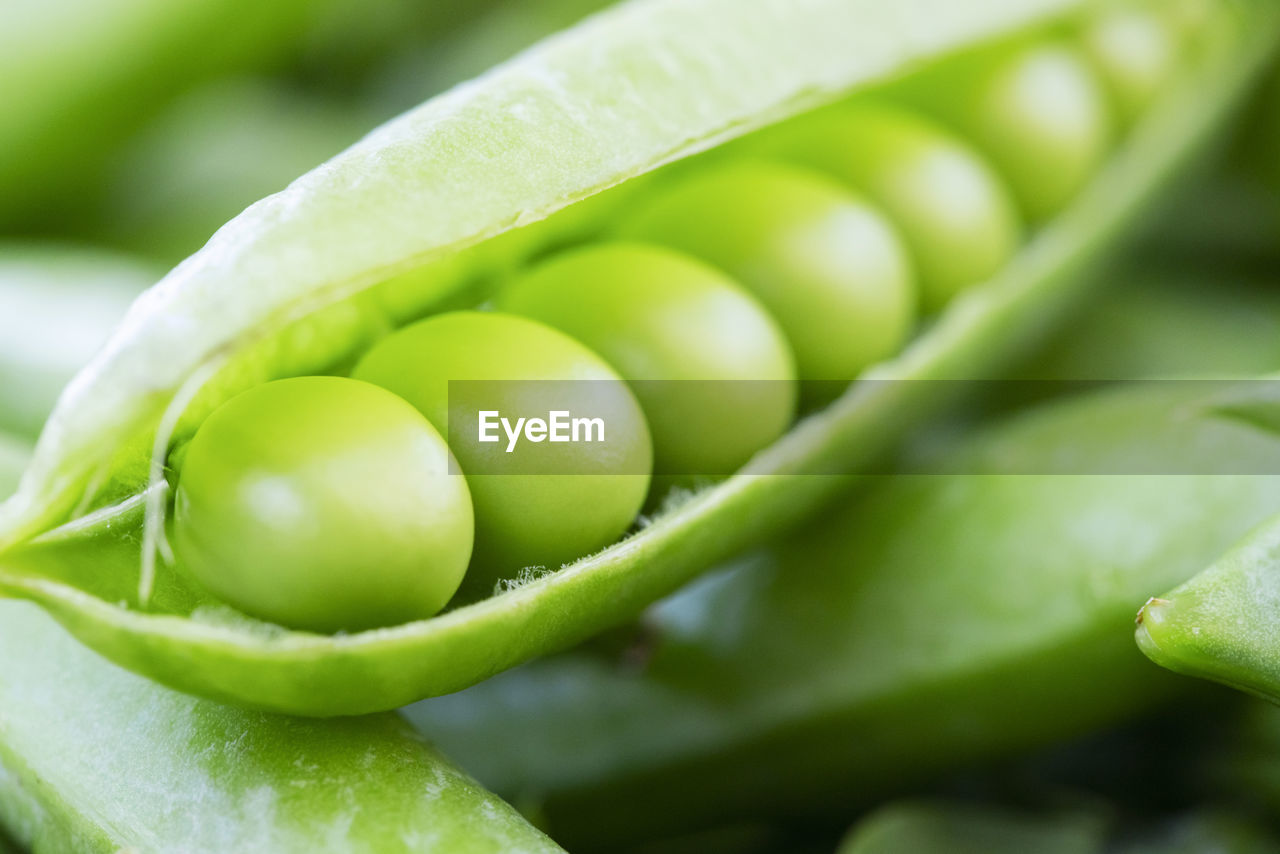 full frame shot of green leaves