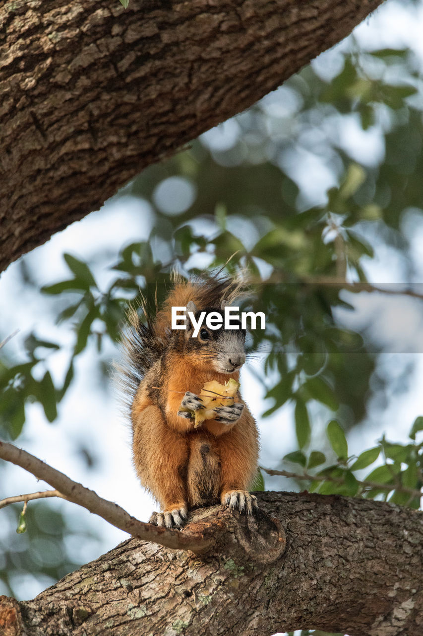 Southern fox squirrel sciurus niger perches in a tree to snack on fruit from a tree in naples