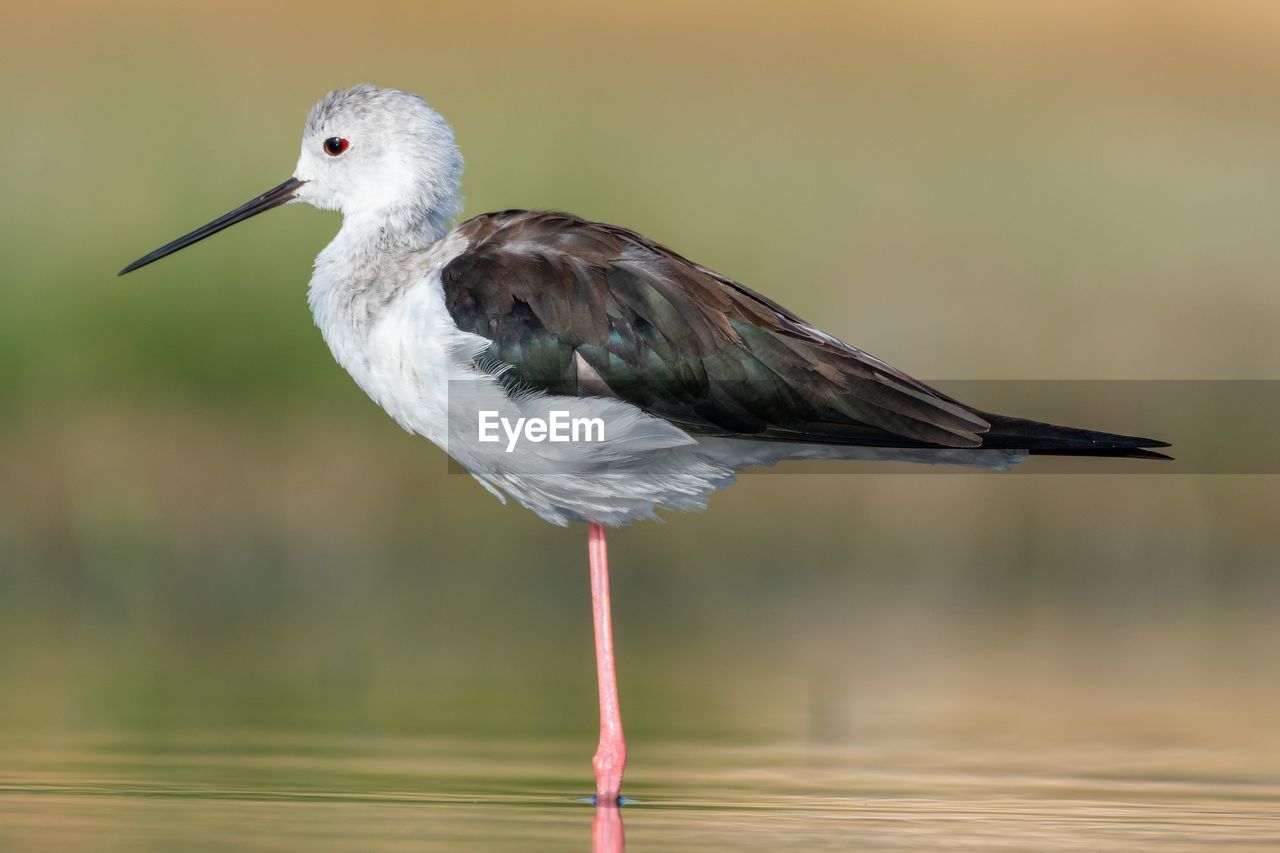 Close-up of bird perching