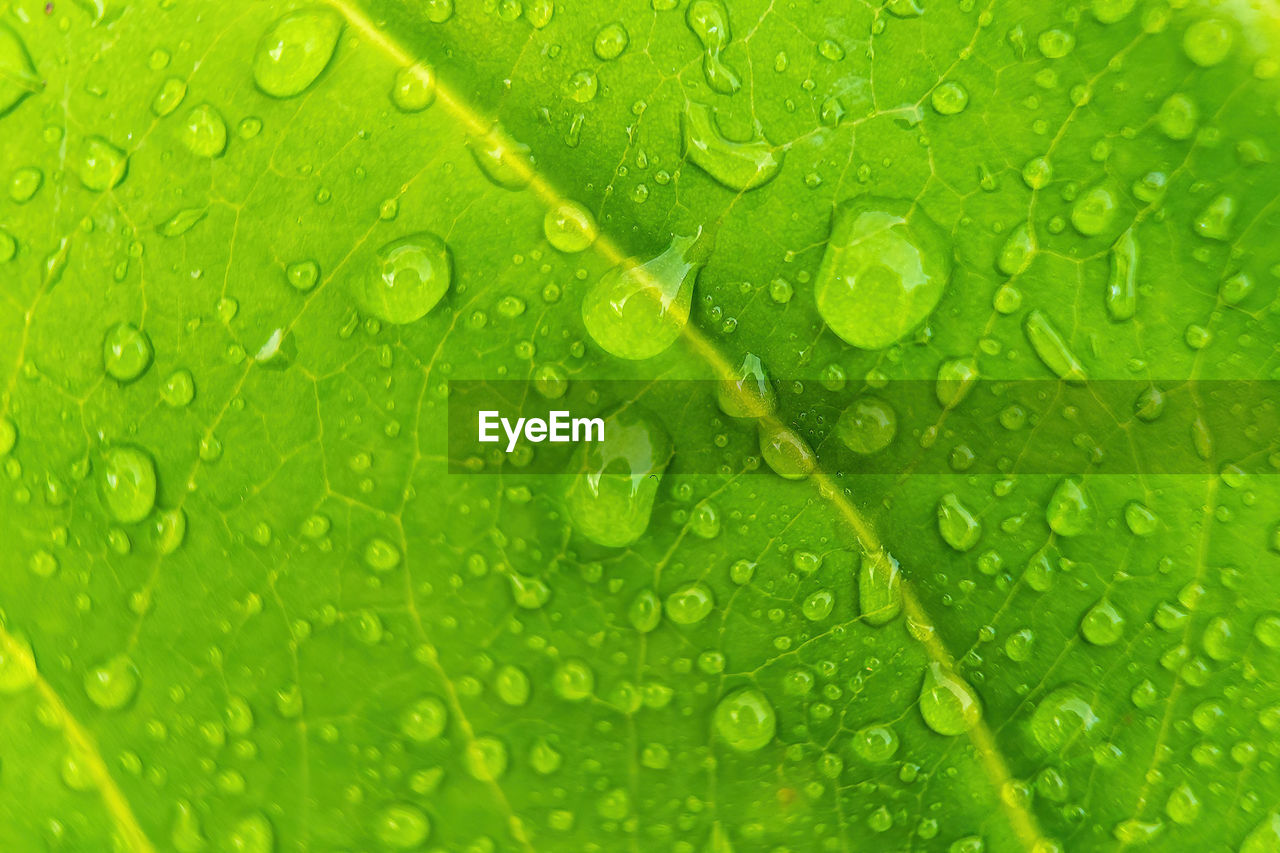 MACRO SHOT OF WET LEAF