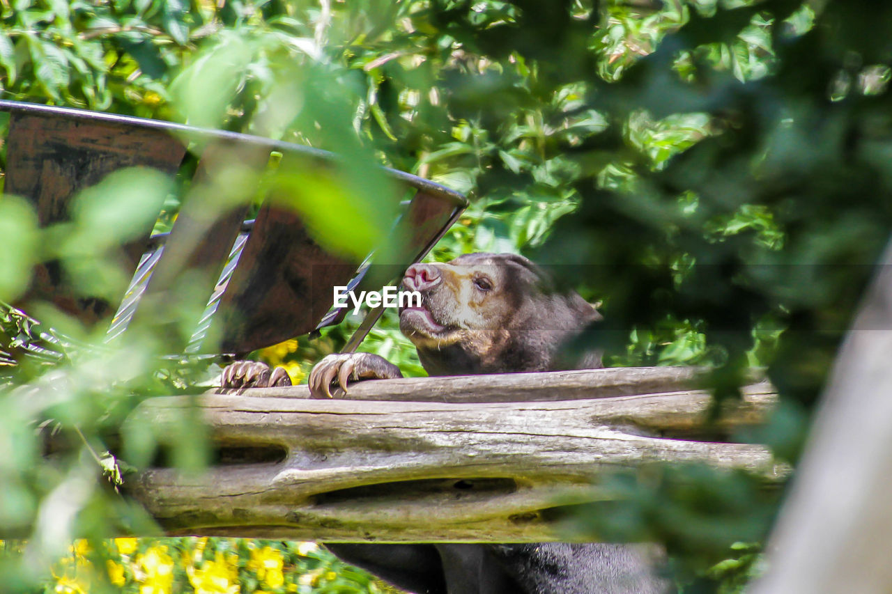 MONKEYS IN A GREEN TREE