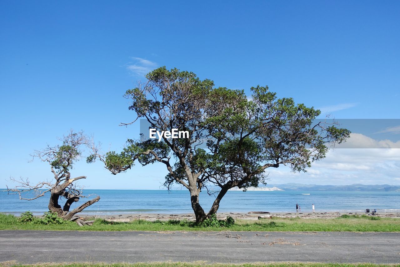 TREES BY SEA AGAINST SKY