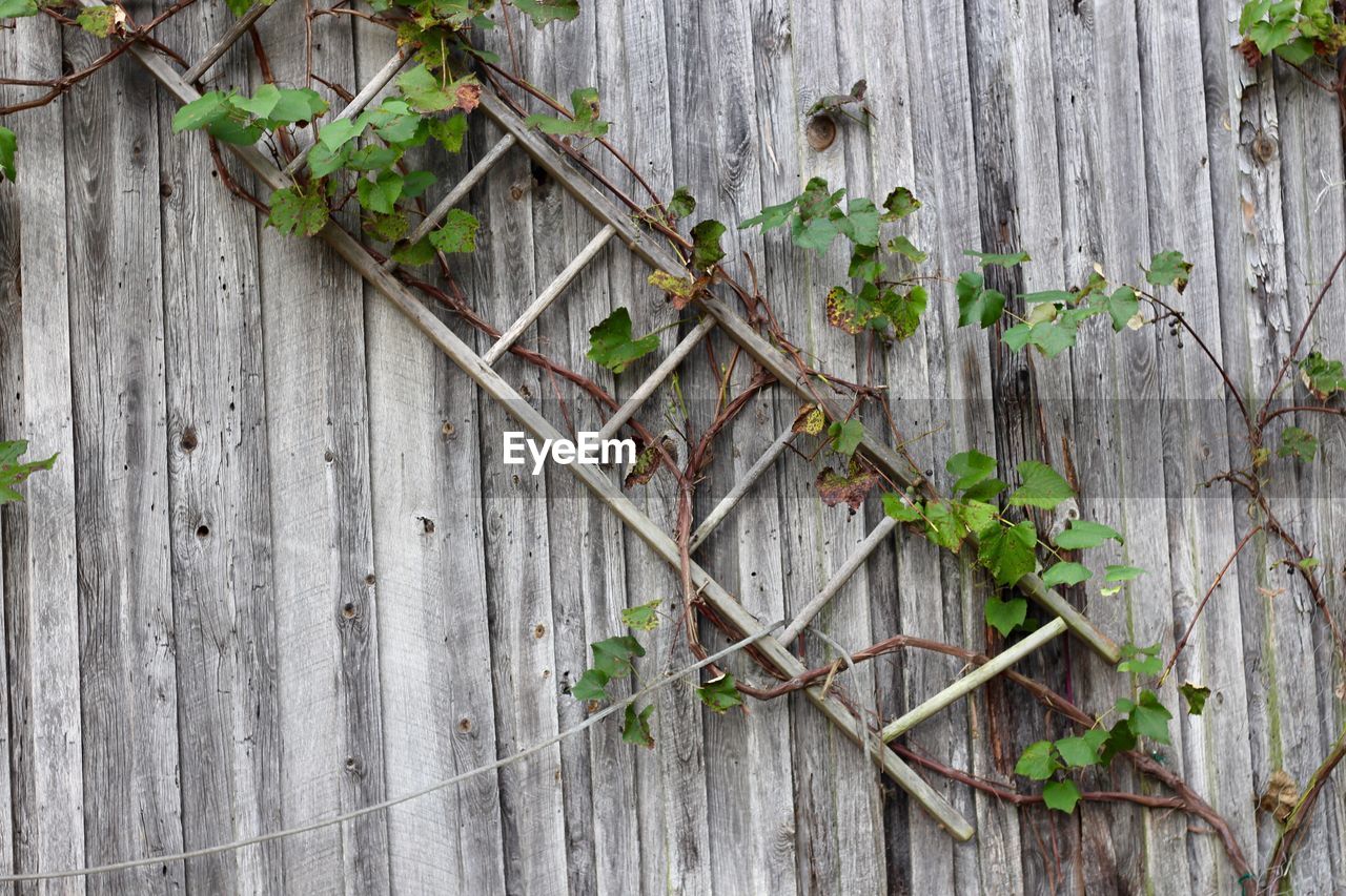 Close-up of ivy growing on wall