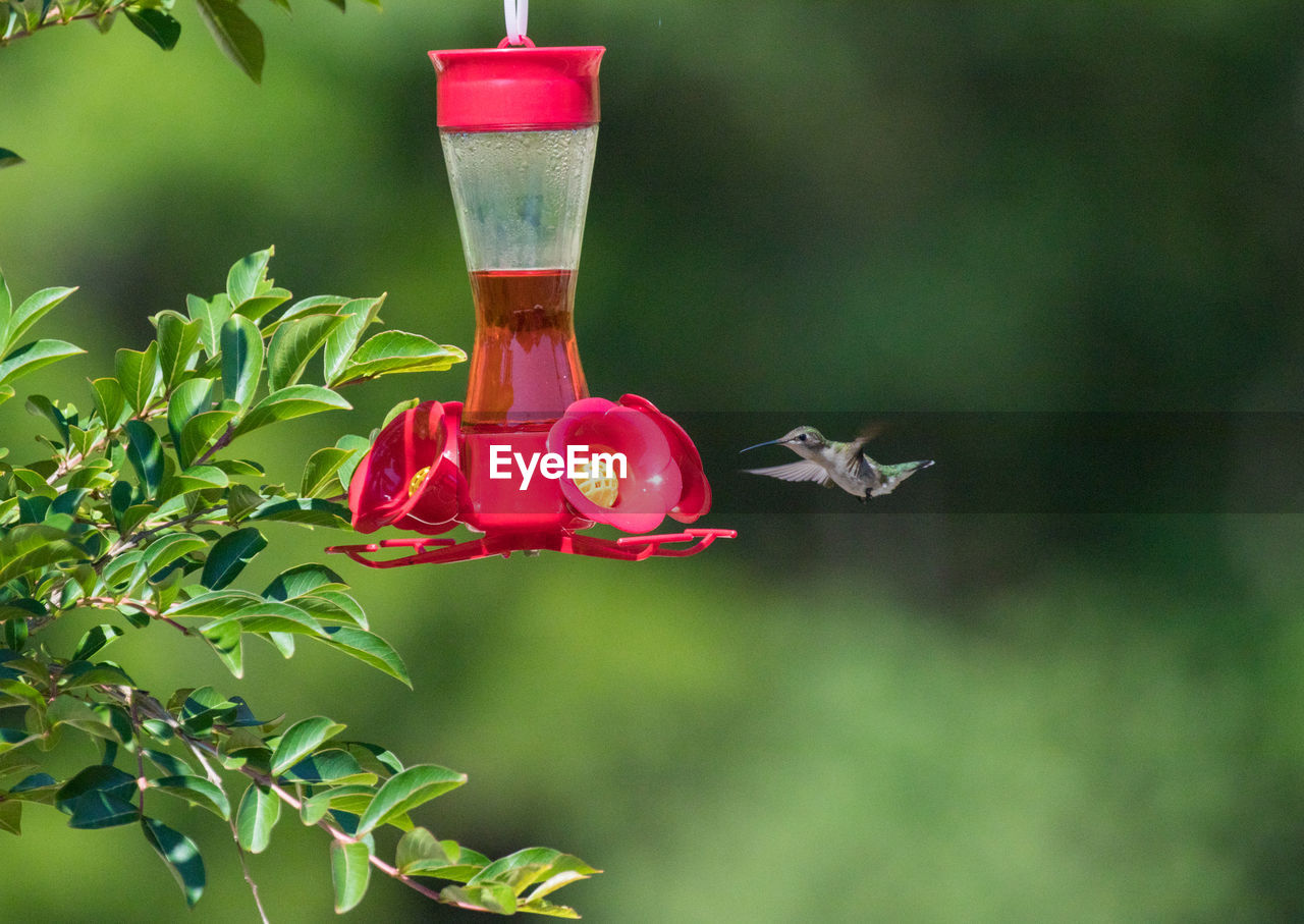 CLOSE-UP OF RED AND PINK ROSE ON GREEN PLANT