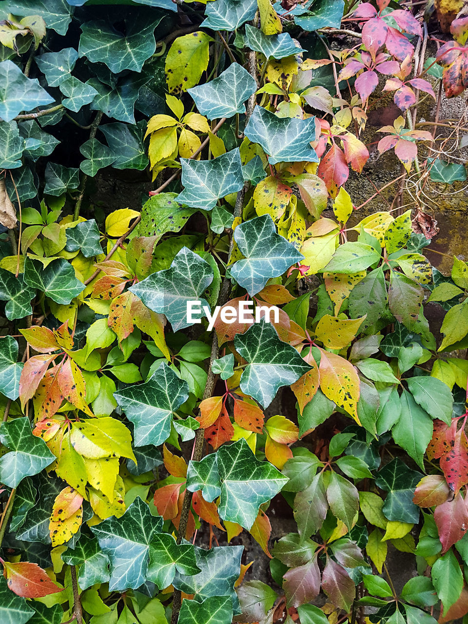 FULL FRAME SHOT OF LEAVES