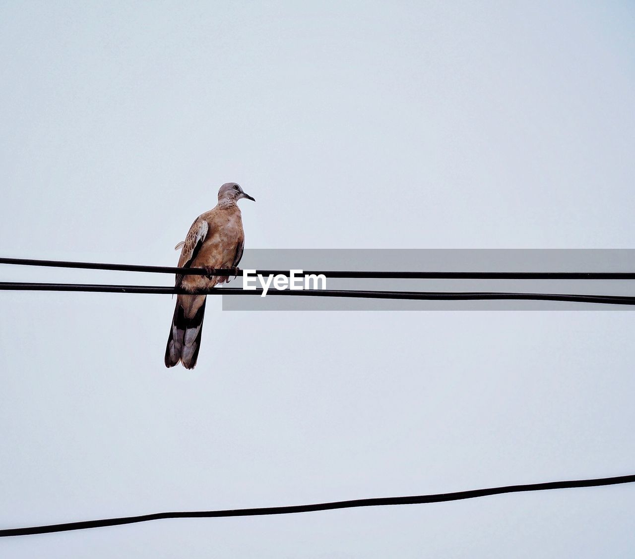 Low angle view of bird perching on cable against clear sky