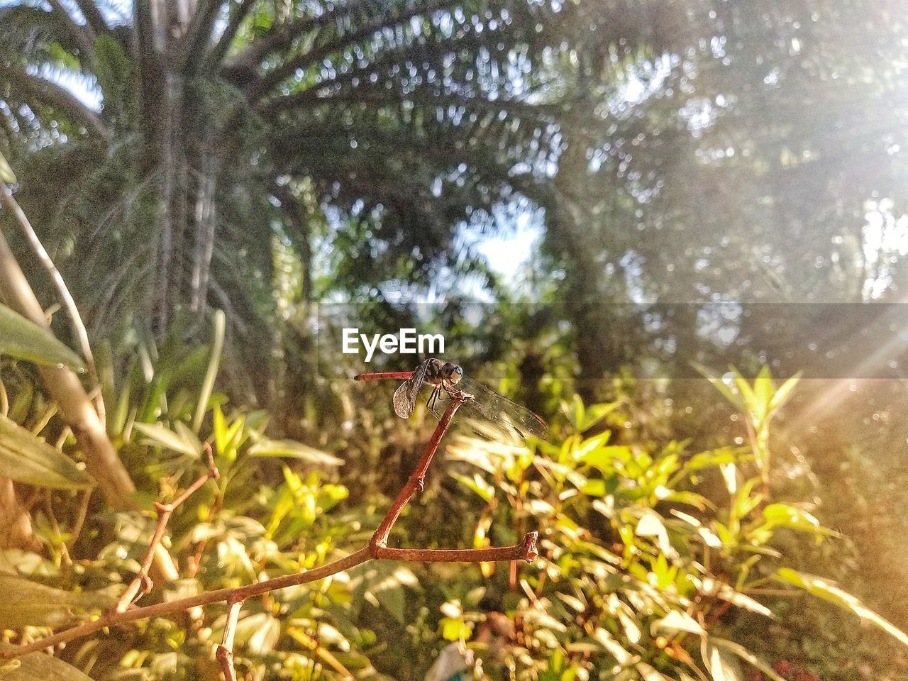 CLOSE-UP OF INSECT ON PLANT IN SUNLIGHT