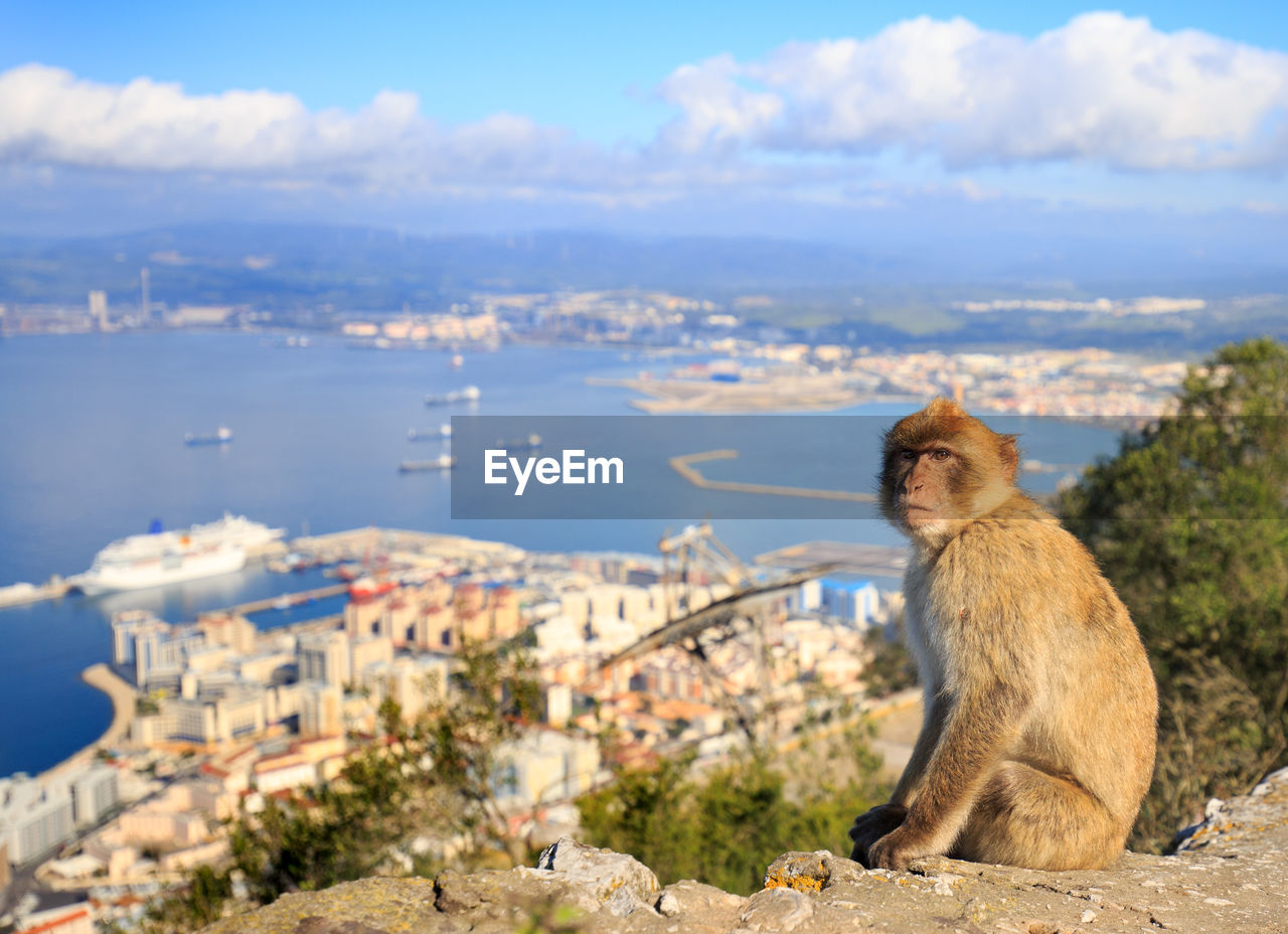 Macaque sitting on stone by town