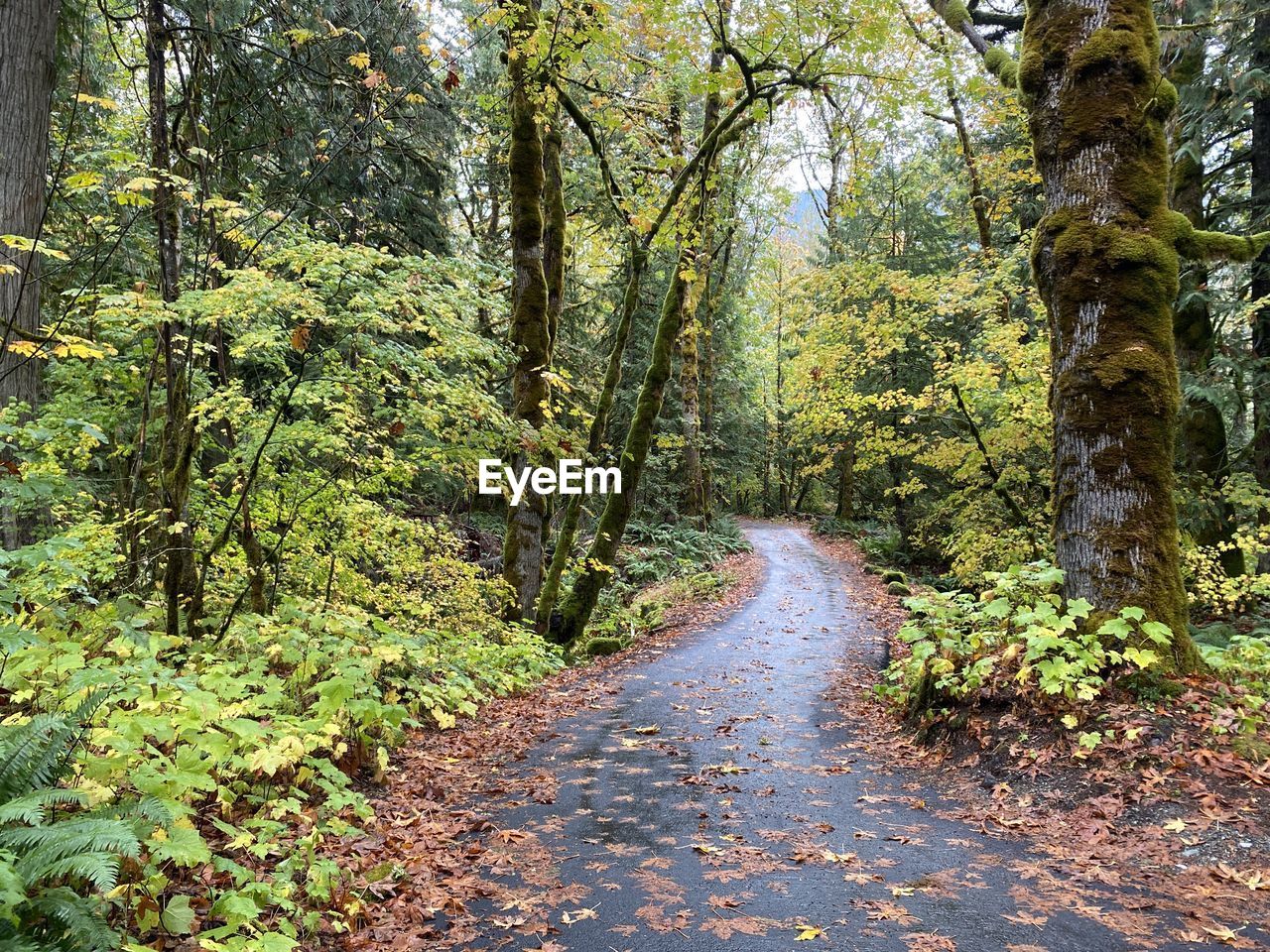 tree, plant, the way forward, forest, beauty in nature, land, autumn, nature, tranquility, woodland, growth, trail, natural environment, road, footpath, day, leaf, tranquil scene, no people, wilderness, non-urban scene, scenics - nature, green, diminishing perspective, transportation, tree trunk, trunk, outdoors, sunlight, plant part, idyllic, old-growth forest, environment, vanishing point, landscape, lush foliage