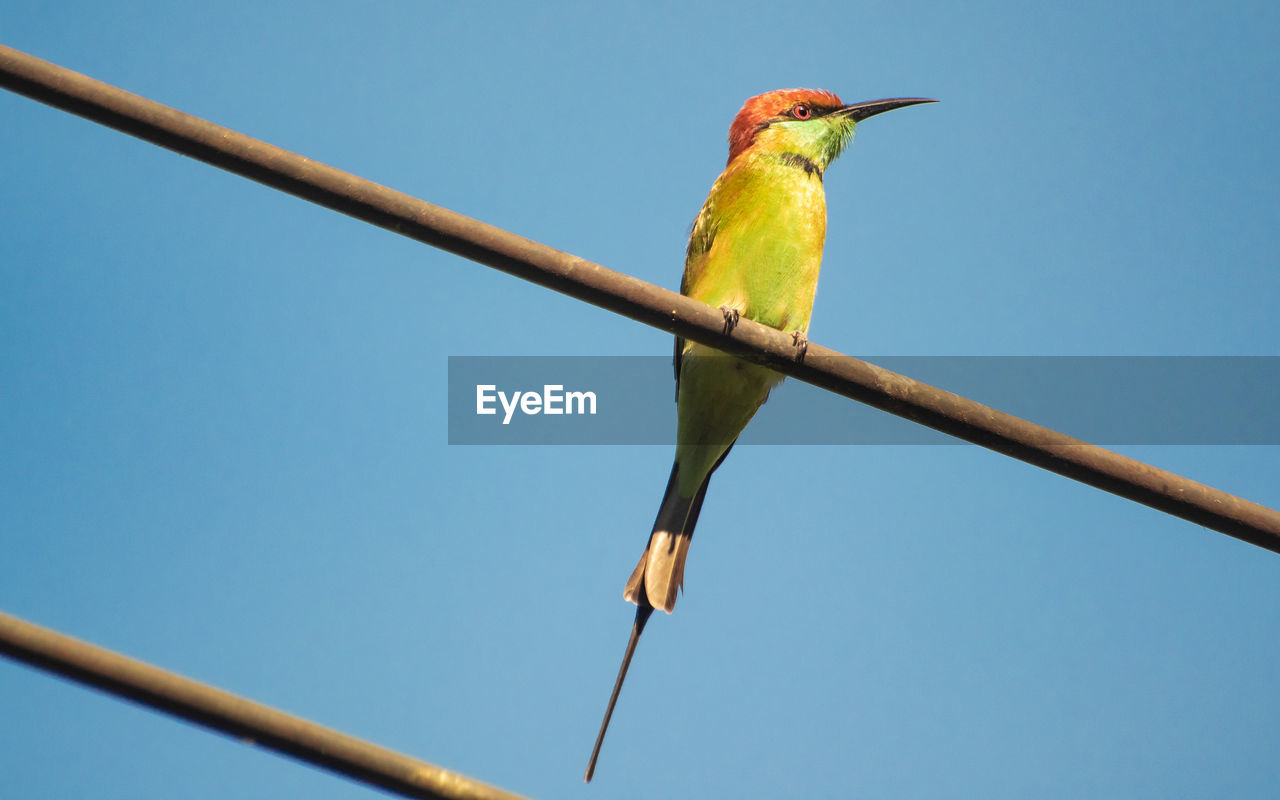 LOW ANGLE VIEW OF A BIRD PERCHING ON BRANCH AGAINST SKY