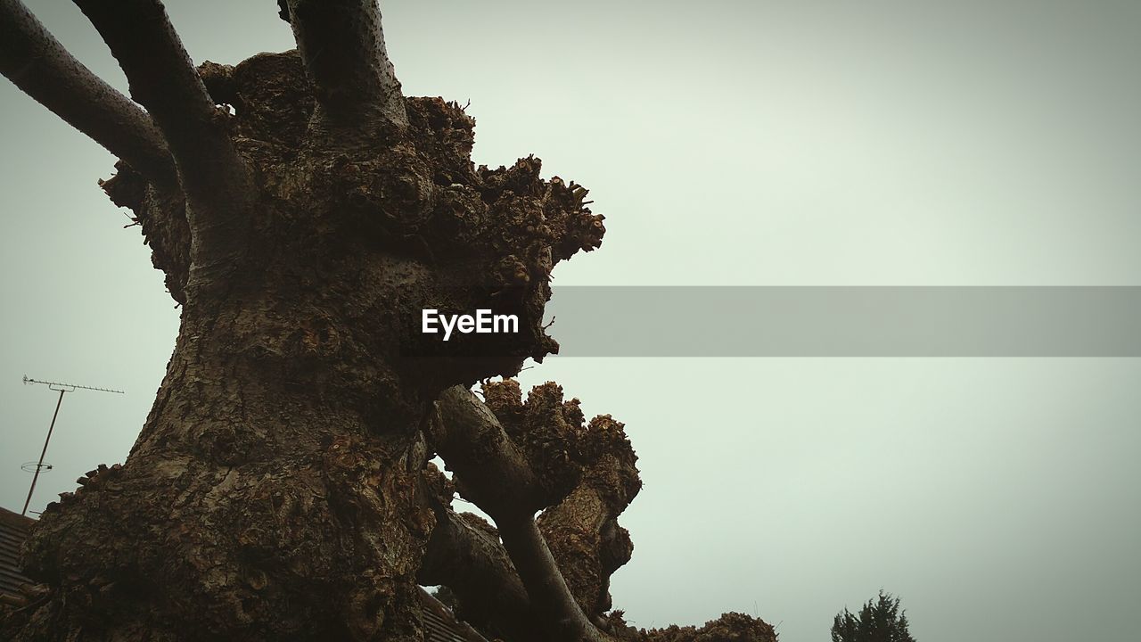 LOW ANGLE VIEW OF TREES AGAINST SKY