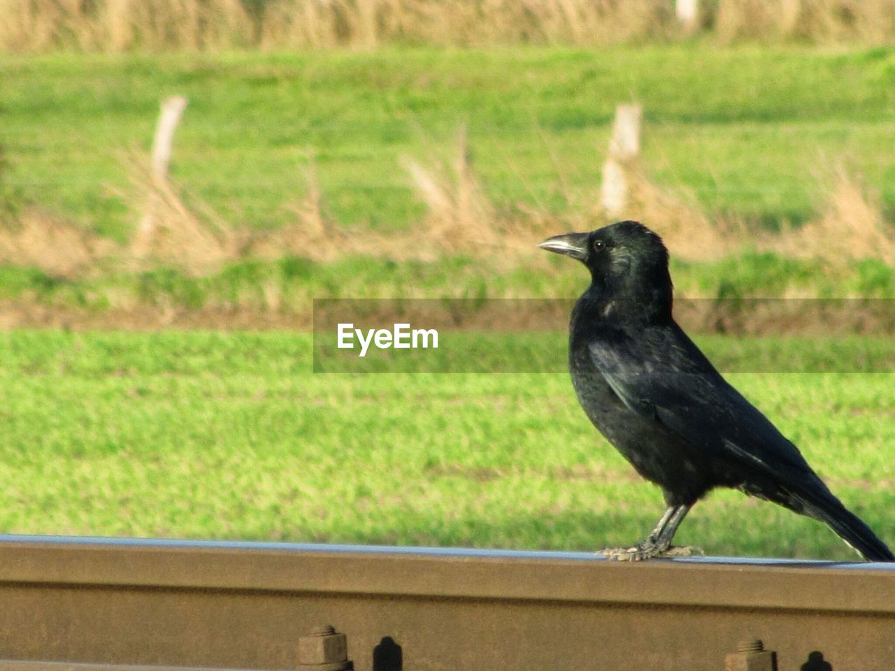 Close-up side view of a bird