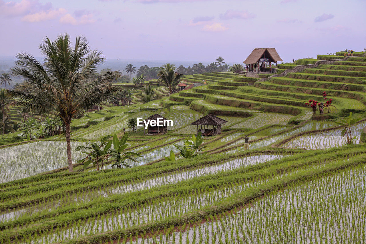 Scenic view of agricultural field against sky