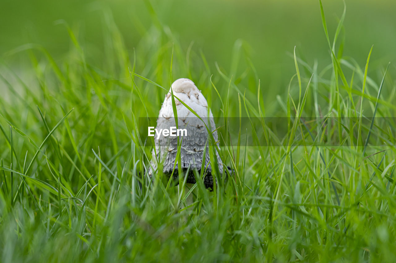 CLOSE-UP OF BIRD ON GRASS