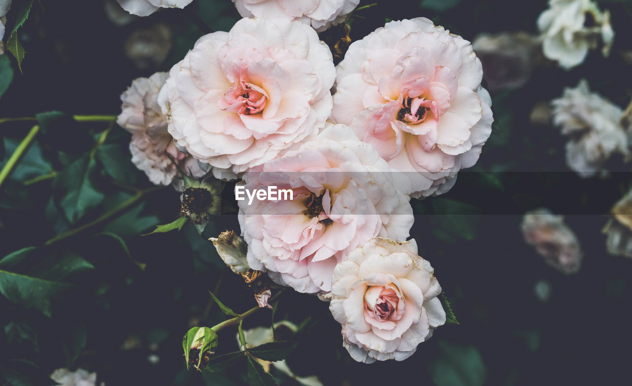 Close-up of pink rose