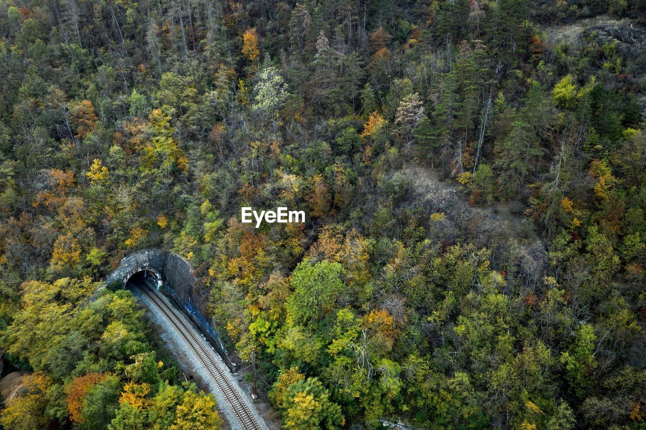 HIGH ANGLE VIEW OF ROAD IN FOREST
