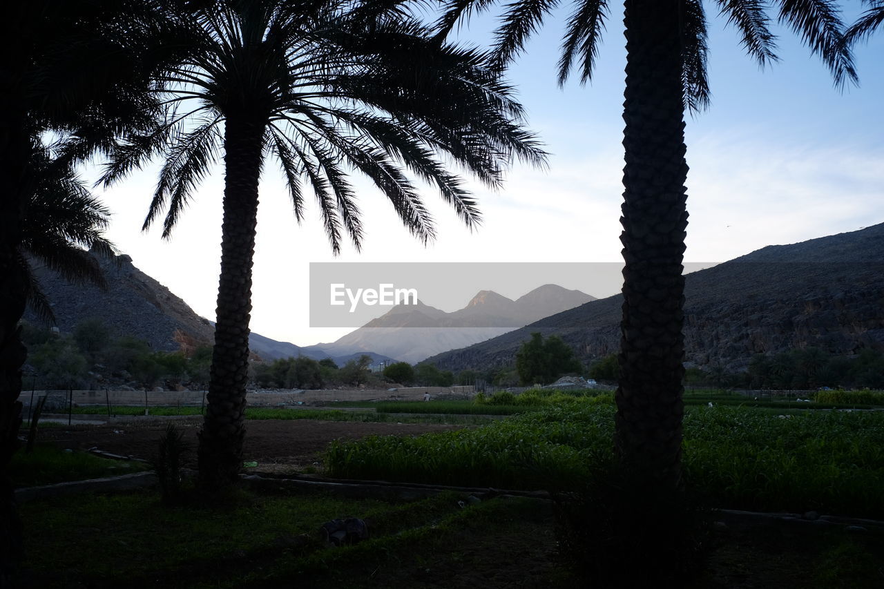 SCENIC VIEW OF PALM TREES ON LANDSCAPE