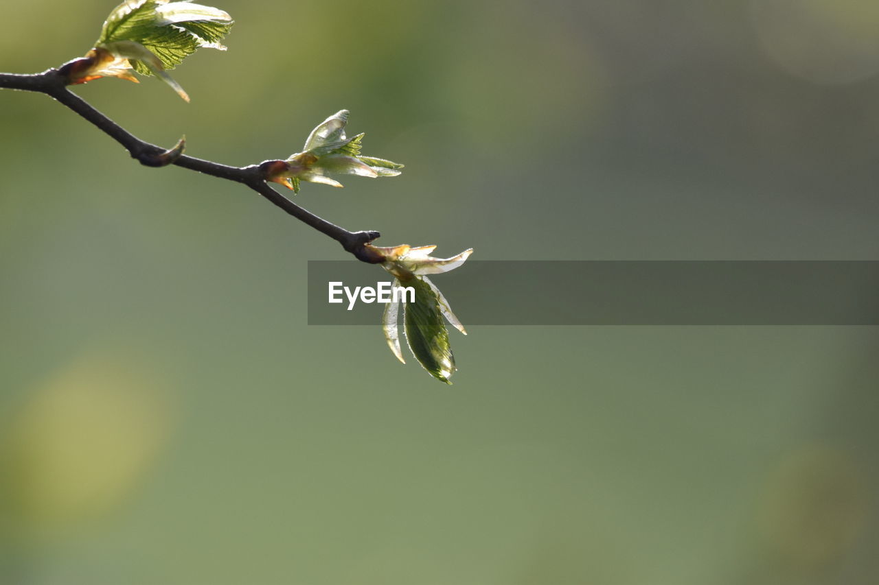 Close-up of flowering plant against blurred background