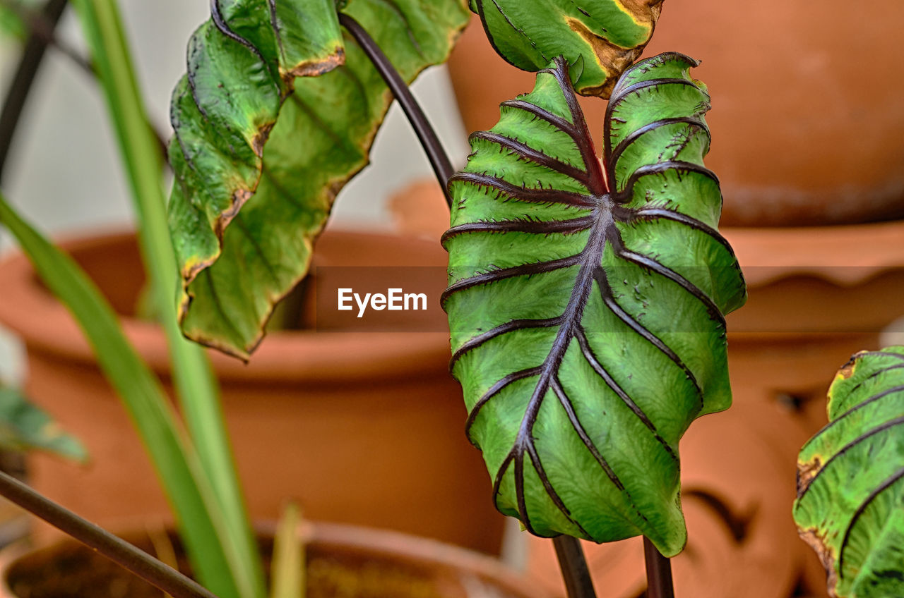 green, leaf, plant part, plant, nature, food, food and drink, growth, close-up, flower, no people, macro photography, beauty in nature, healthy eating, freshness, outdoors, environment, vegetable, produce, wellbeing, agriculture, day, focus on foreground, plant stem