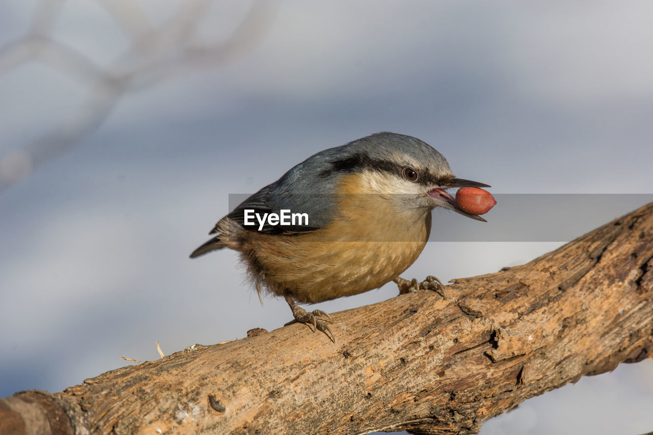 Close-up of bird perching on tree