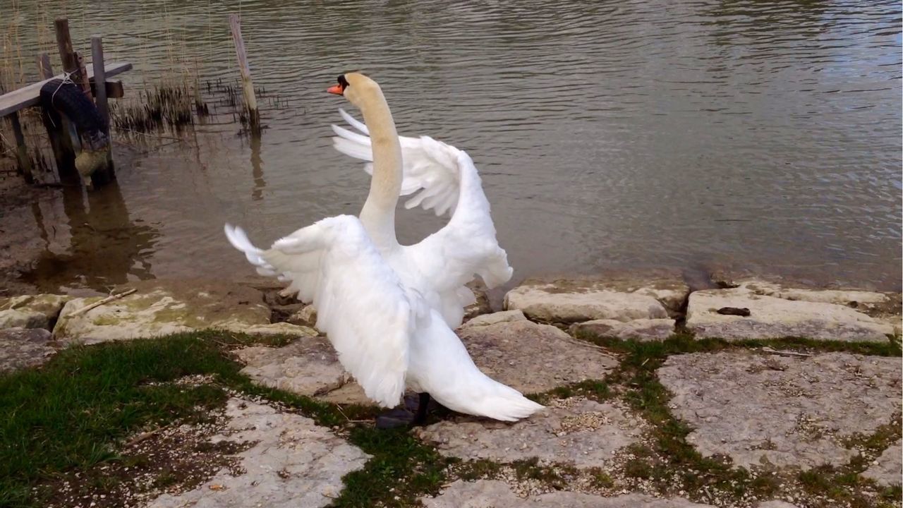 VIEW OF BIRDS IN WATER