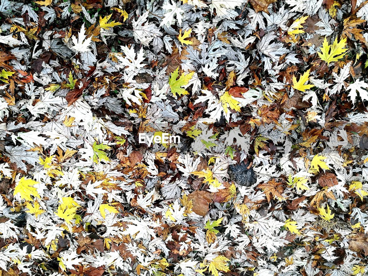 FULL FRAME SHOT OF GREEN LEAVES