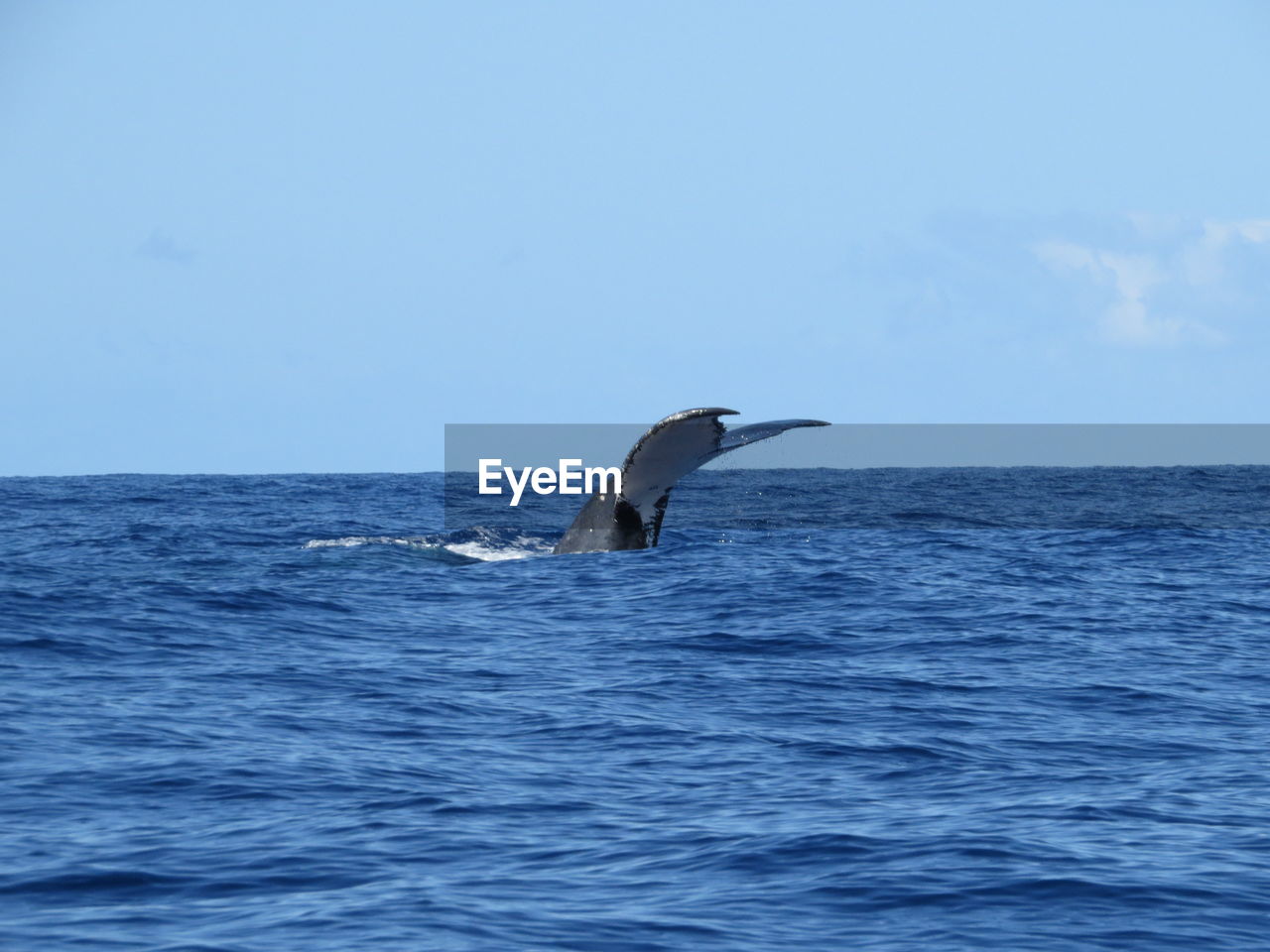 Whale in calm blue sea