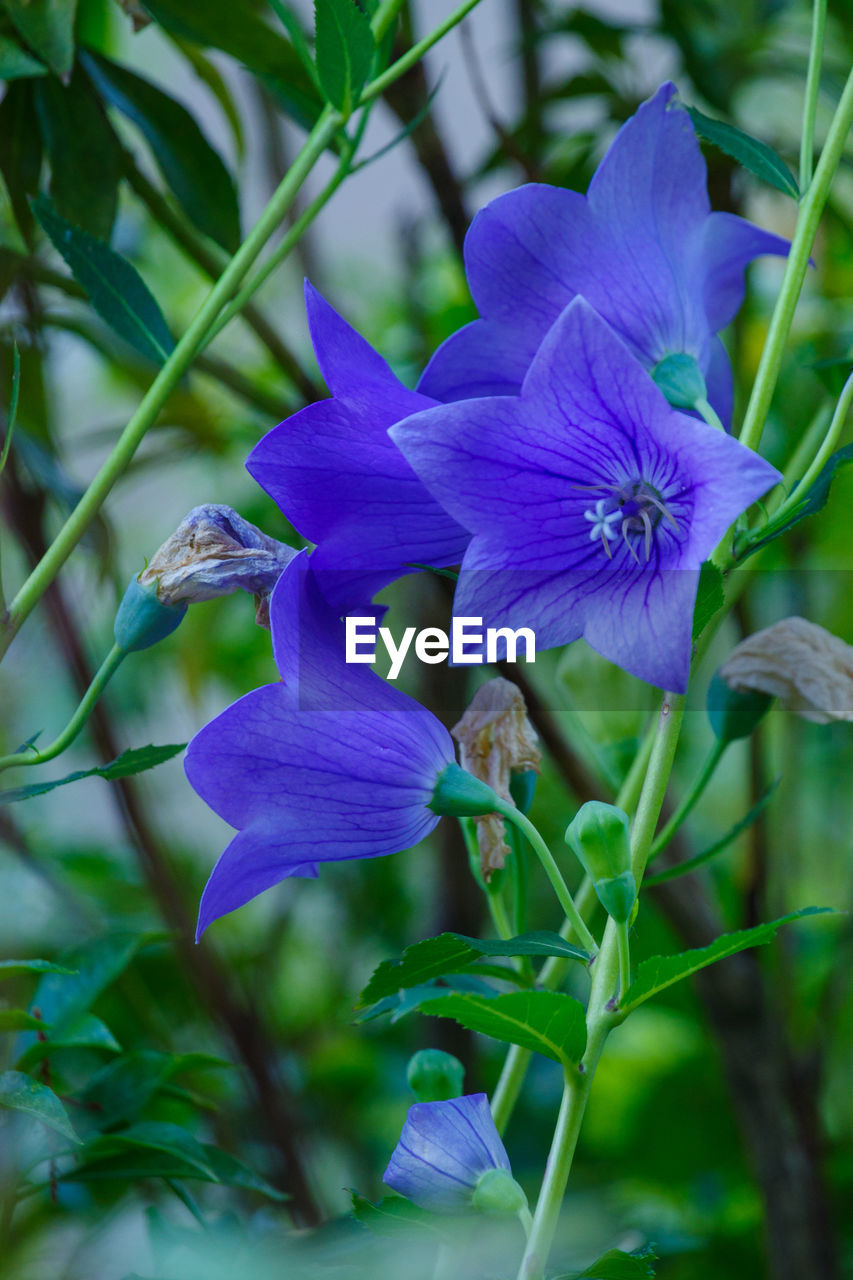 plant, flowering plant, flower, freshness, beauty in nature, purple, petal, fragility, close-up, growth, flower head, inflorescence, nature, iris, no people, blue, wildflower, blossom, plant part, botany, focus on foreground, springtime, leaf, outdoors