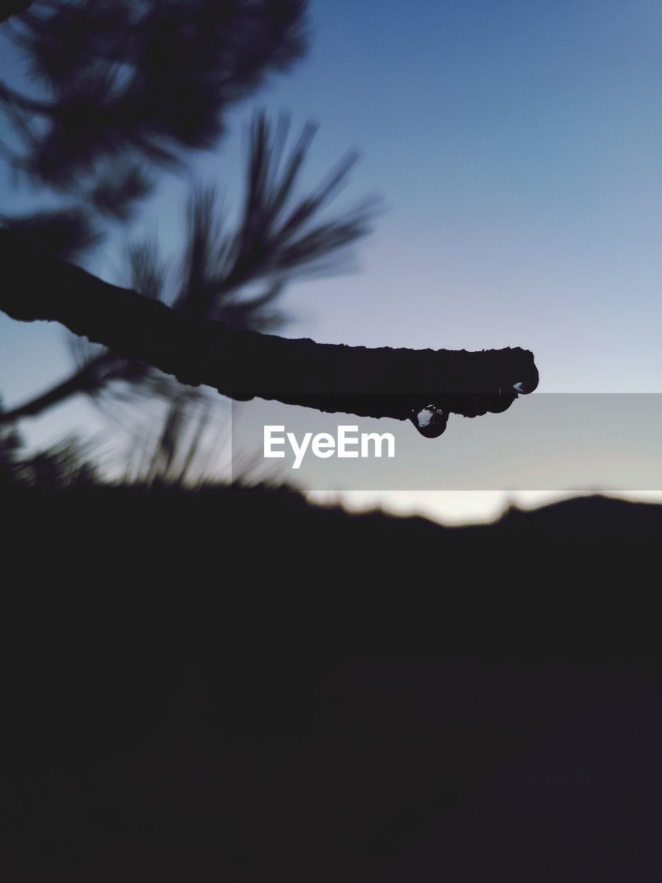 CLOSE-UP OF SILHOUETTE PLANT AGAINST SKY