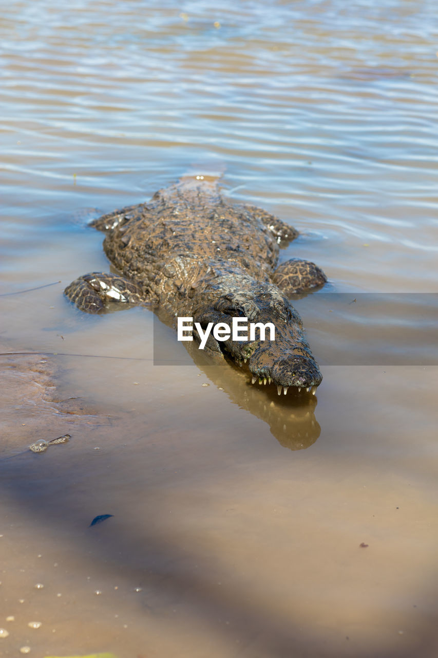 High angle view of crocodile swimming in river