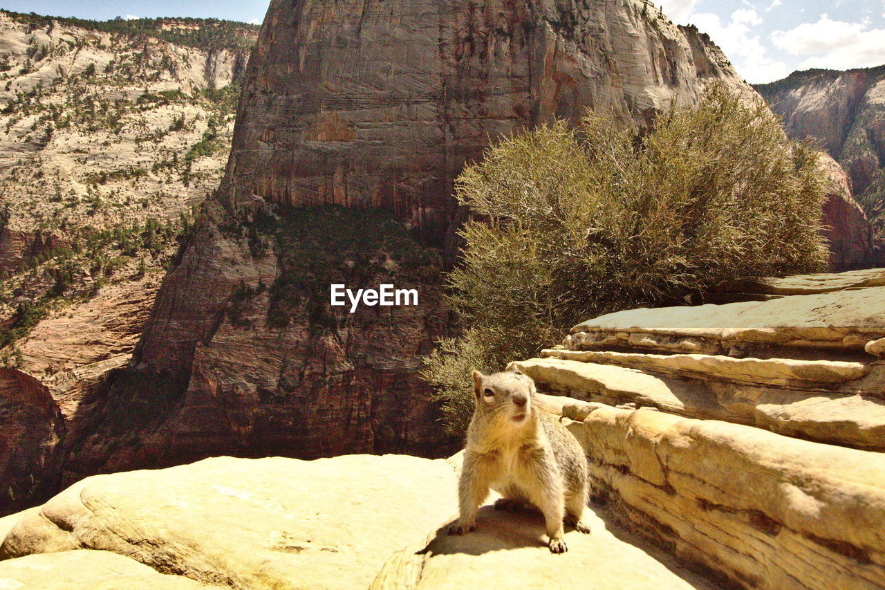 SQUIRREL SITTING ON ROCK