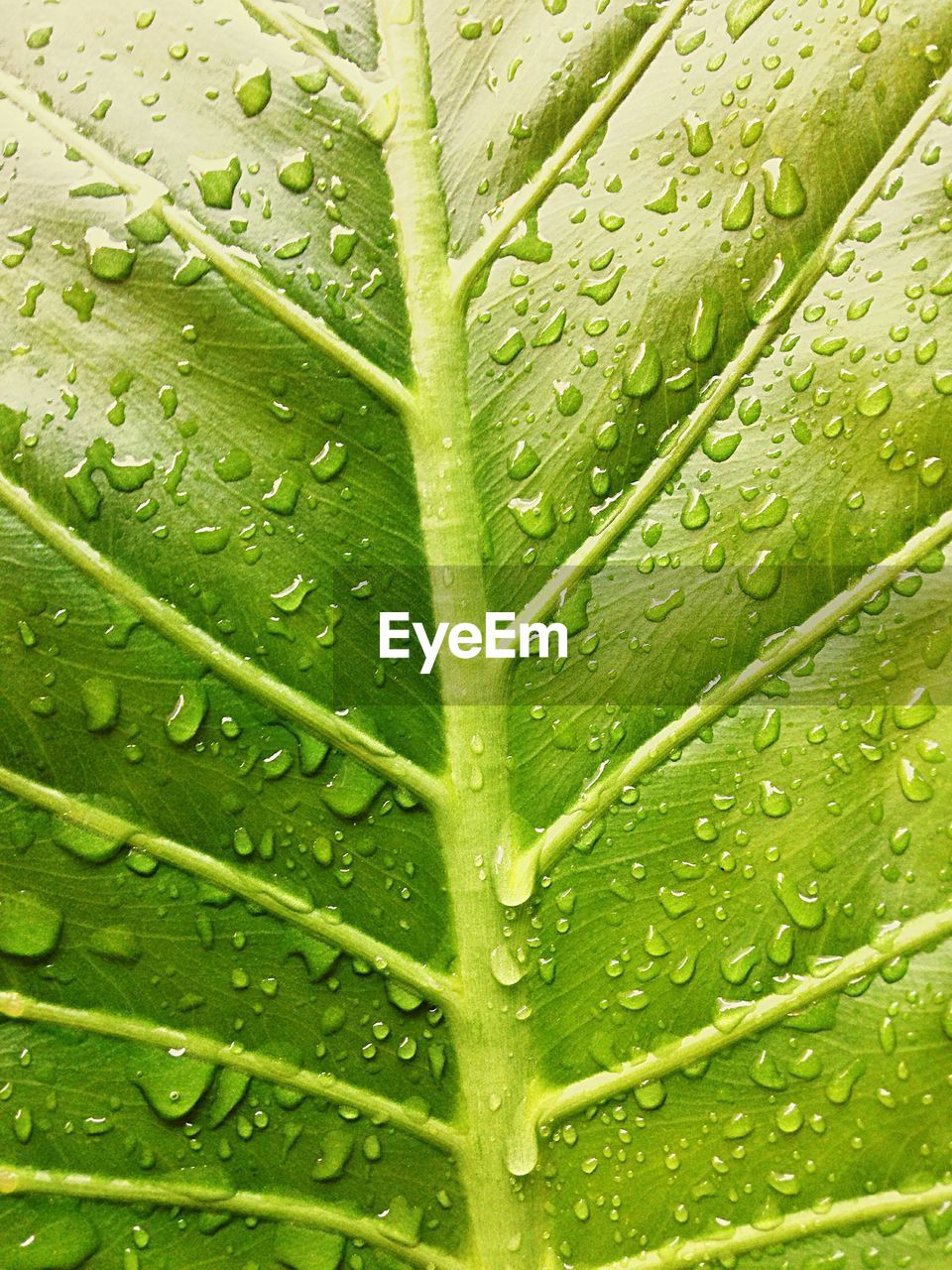 Water drops on leaf